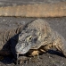 dragon_komodo_hsb_rinca_v_1500_kom3845.jpg